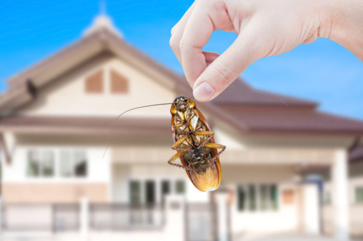 woman-s-hand-holding-cockroach-house