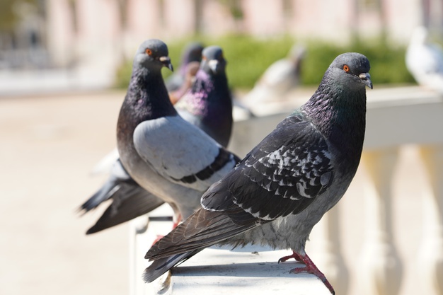 closeup-selective-focus-shot-pigeons-park-with-greenery_181624-15863