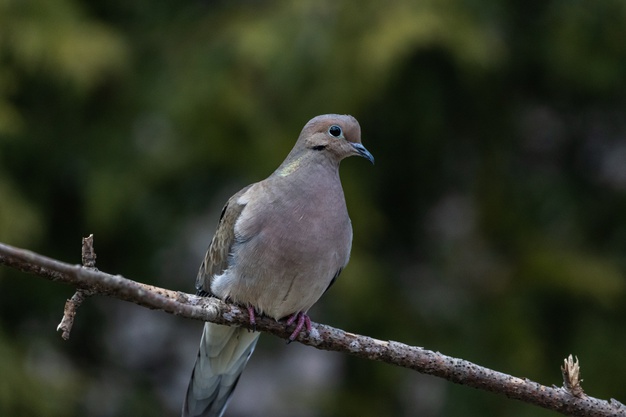 closeup-shot-beautiful-mourning-dove-resting-twig_181624-22282