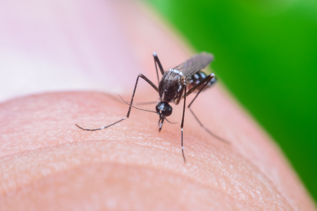 dangerous-zica-virus-aedes-aegypti-mosquito-human-skin_69877-1