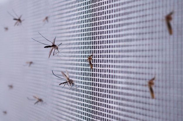many-mosquitoes-insect-net-wire-screen-close-up-house-window_293060-190